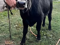 گاو نر, آبرادین-آنگوس — عکس 2