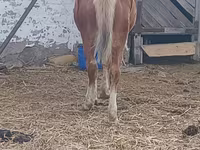 Kůň, Koně — foto 5