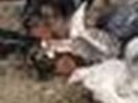 Turkeys — foto 7