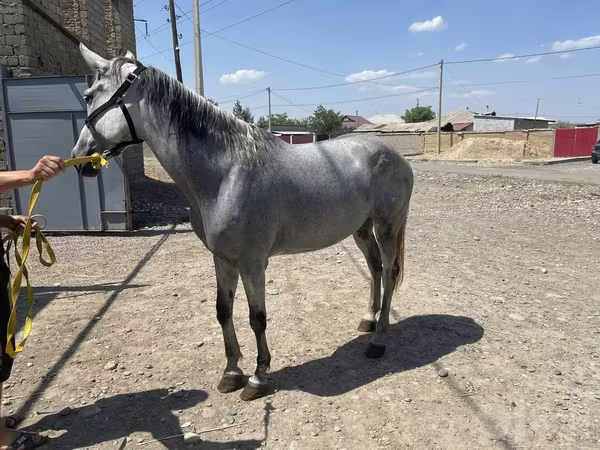Mare, Orlov Trotter