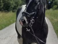 암말, Horse breed — 사진 3