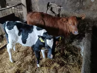 گاو نر, Simmental cattle — عکس 2