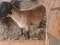 แกะตัวผู้, White Suffolk sheep — รูปภาพ 3