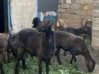 Wad, Sheep — sawirka 1