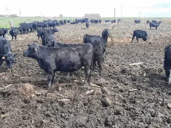 गाय, एबरडीन - एंगस — रूस