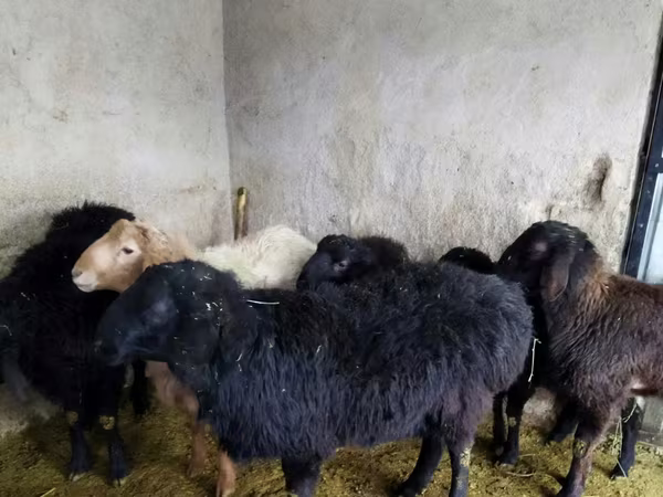 ভেড়ার পাঁঠা, ভেড়া