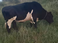 Lembu betina, Russian Black pied cattle — foto 1