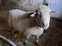 Vædder, Merino sheep — foto 5