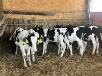 Tyre, Russian Black pied cattle — foto 4
