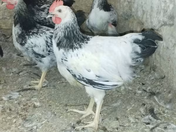 ادلر نقره‌ای