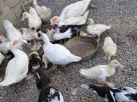 Hausente — Foto 6