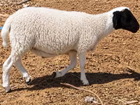 Kambing jantan, Dorper sheep — foto 3