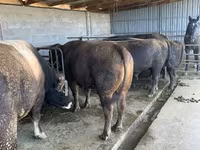 วัวตัวผู้, Swiss cattle — รูปภาพ 2
