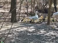 Ducks — รูปภาพ 1