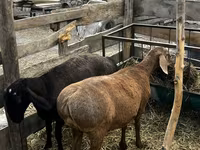 Kambing betina, Hissar sheep — foto 1