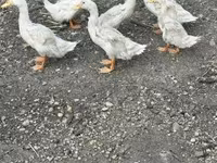 Ducks — عکس 2