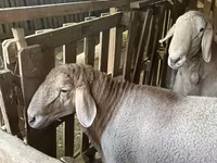 Montone, Arashan sheep — foto 7