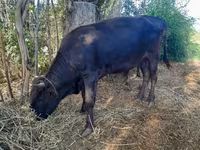 Bull, Cattle — photo 1