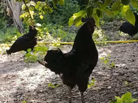 Chickens — foto 3