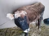 Lembu betina, Cattle — foto 1