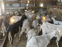 بز (گروه، جنسیت مشخص نشده), بز — عکس 2