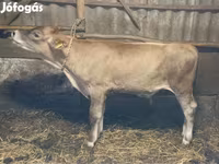 گاو نر, Swiss cattle — عکس 4