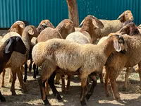 የጎትት አውራ በግ, Arashan sheep — ፎቶ 7