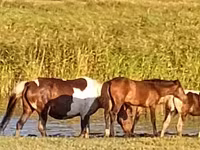 ሴት ፈረስ, Horses — ፎቶ 2