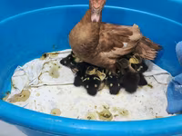 Geese — zdjęcie 2