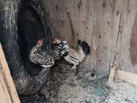 Japansk Bantam — foto 2