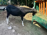 Buk, Alpine goat — foto 3