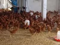 Chickens — الصورة 5