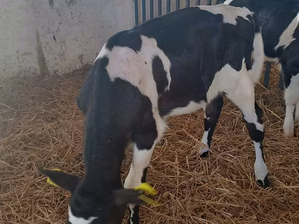 Cow, Holstein breed