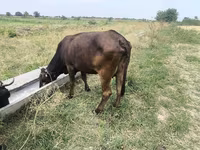 Krowa, Bydło — zdjęcie 2