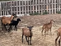 Ovca, Cameroon sheep — fotografija 2
