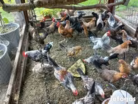 Hollanda Cüce — foto 6