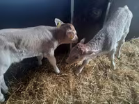 گاو نر, Simmental cattle — عکس 3