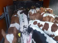 Bou, Simmental cattle — foto 2