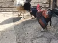 Chickens — photo 3