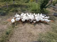 Geese — foto 1
