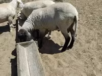 Овен, Tsigai sheep — снимка 2