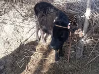 Vacă, Bovine — foto 1