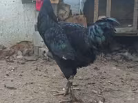 Chickens — عکس 5