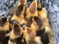 Ducks — снимка 2