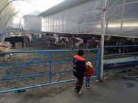 Goveda (partija, pol nije naveden), Simmental cattle — fotografija 1