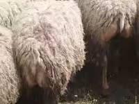 گوسفند (گروه، جنسیت مشخص نشده), گوسفند — عکس 4