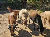 ஆண் ஆடு, Cameroon sheep — புகைப்படம் 1