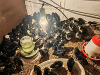 Australorp — photo 2