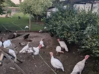 Turkeys — fotografija 3