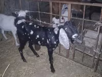 Kozel, Beetal goats — foto 7